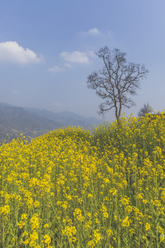 蓝天白云油菜花