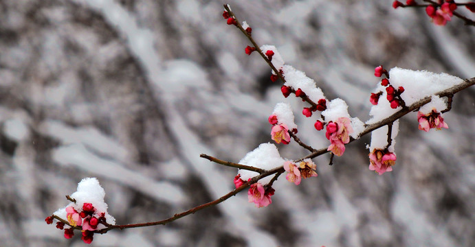 雪压红梅