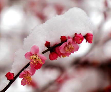 雪中红梅