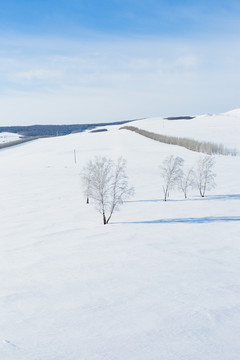 雪原白桦树