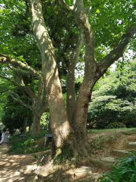 庐山芦林湖梧桐树