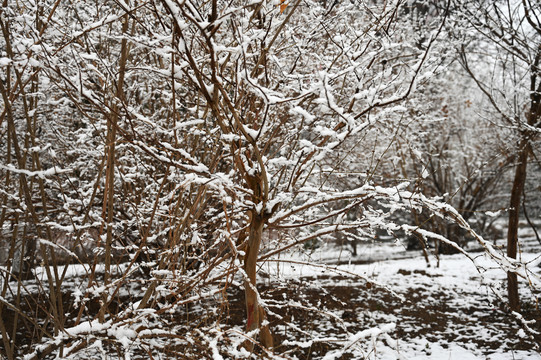 雪中树林