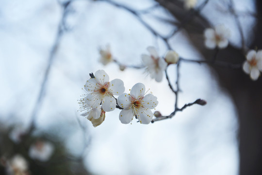 梅花枝