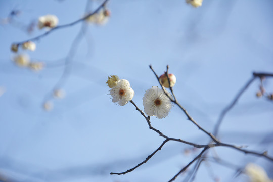 梅花