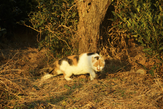 夕阳中的猫