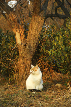 夕阳与流浪猫