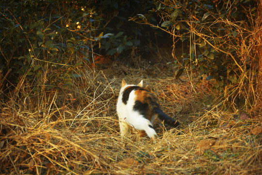 夕阳与猫