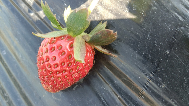 单个草莓图片
