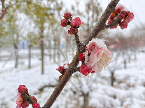 傲雪寒梅