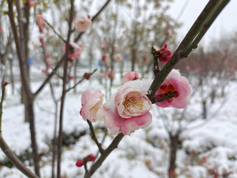 冰雪梅花