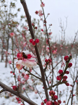 傲雪寒梅