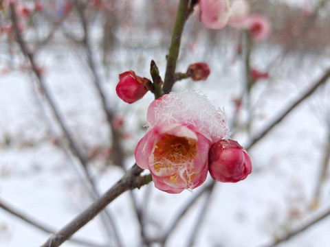 冰雪梅花