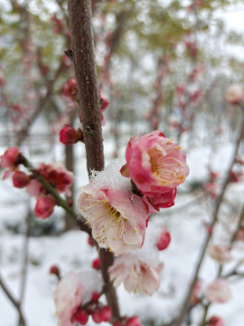 傲雪寒梅