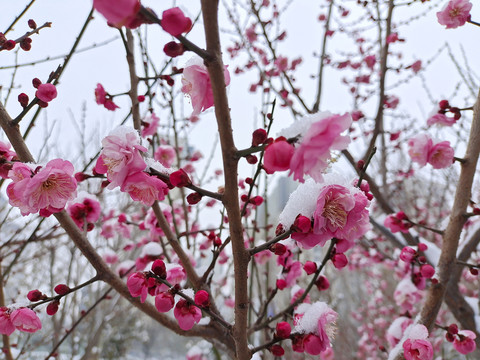 雪中梅花