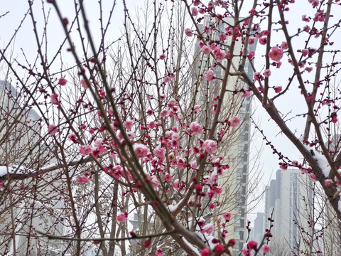 梅花含苞待放