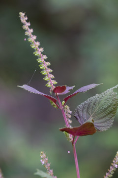 紫苏的花期