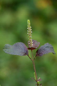 紫苏的花期