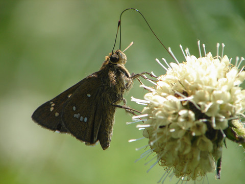 一只吸食花粉的稻弄蝶