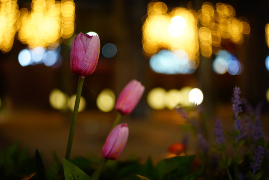 灯光霓虹背景夜景都市