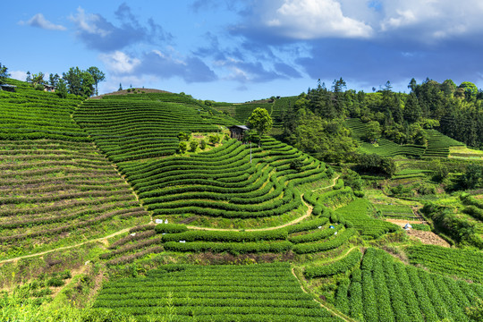 茶山茶园