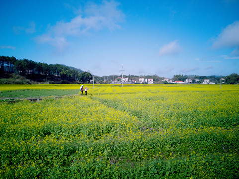 油菜花田