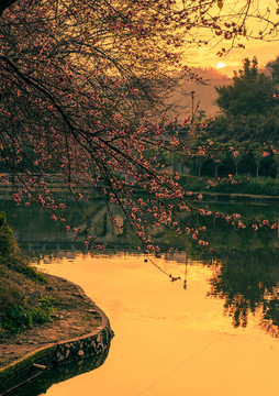 夕阳下的梅花