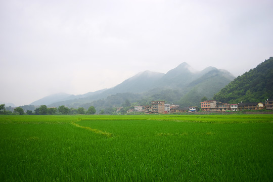 农村稻田