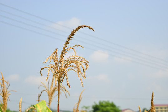 玉米种植