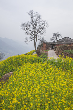 油菜花民居树