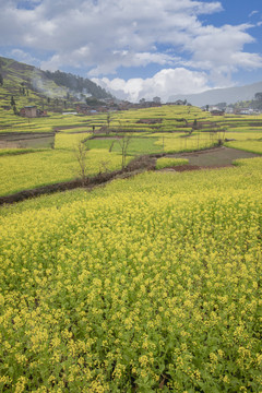 蓝天白云油菜花海民居田园风光