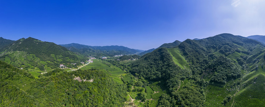 宽幅大山茶田茶园风光