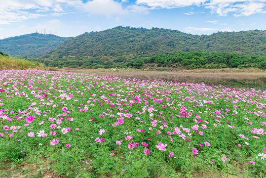 广州南沙黄山鲁森林公园风景