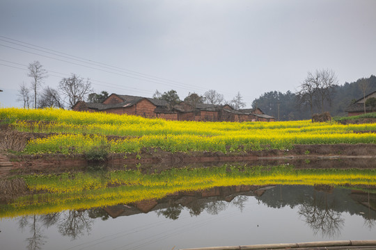 青瓦房油菜花田园风光