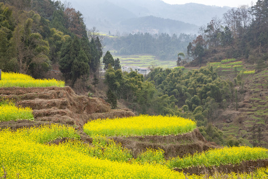 宜宾屏山中都镇油菜花田园风光