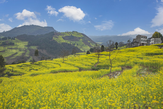 宜宾屏山中都镇蜿蜒油菜花海