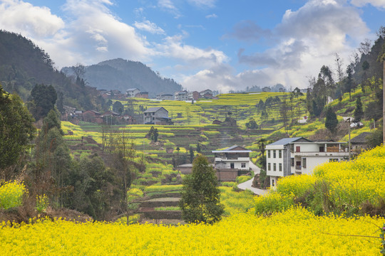 蓝天白云蜿蜒油菜花海田园风光