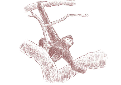 手绘猴子素描插画