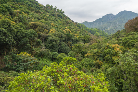 深圳塘朗山公园