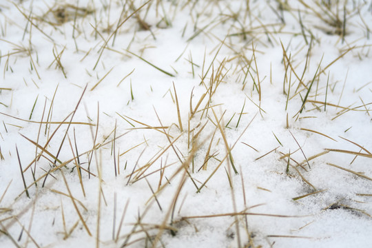 冬天雪后草坪麦地