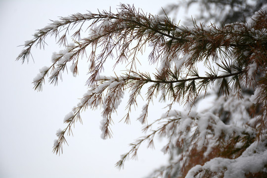 雪松