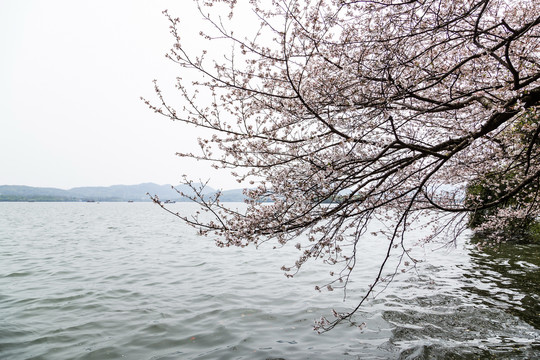 杭州西湖樱花