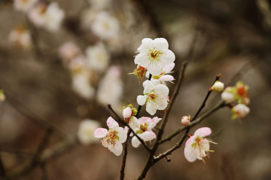 梅花