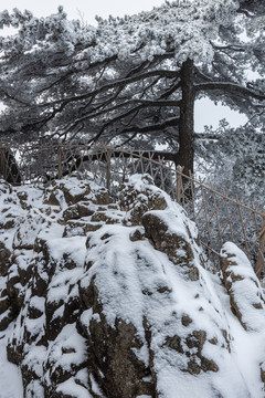 雪景