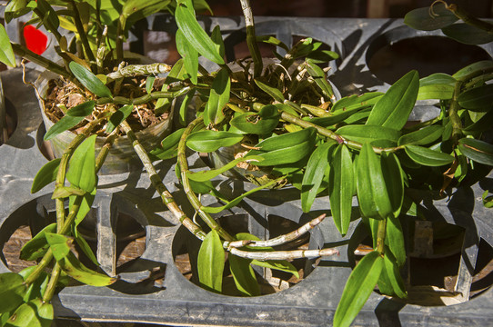 铁皮石斛植株