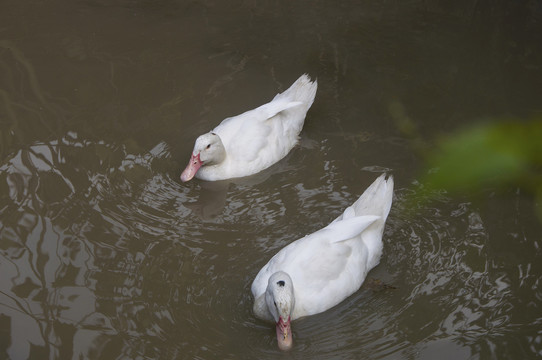 白鸭子有两只