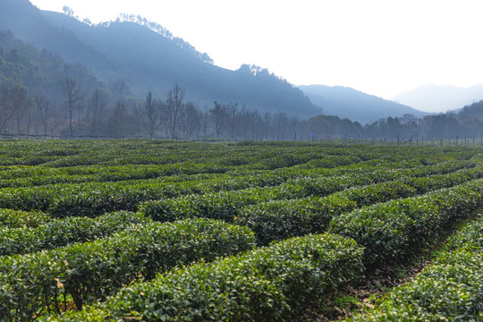 龙井茶园