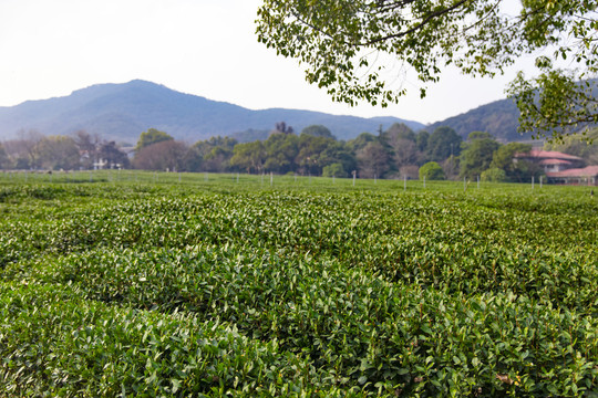 龙井茶园