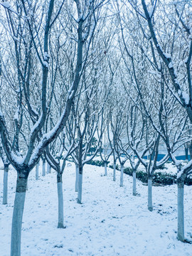 雪后的树林