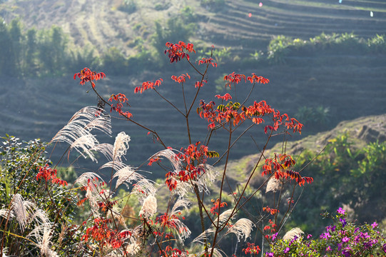 坪山梯田