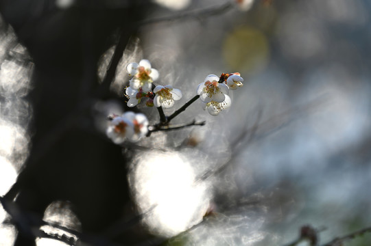 梅花